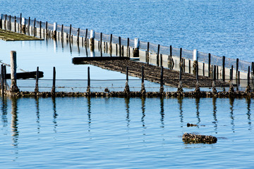Oyster Farm Beds in water