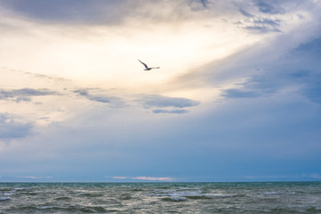 bird flying over surface of green sea waves at cloudy day 
