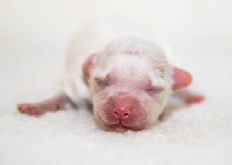 havanese puppy dog baby