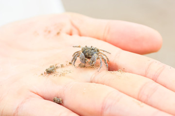 Ghost Crab (Ocypode quadrata) in hand