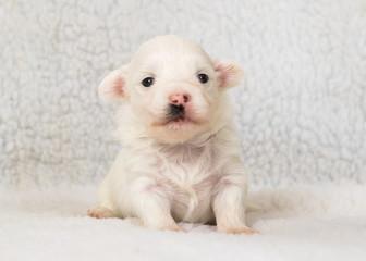 Fototapeta na wymiar havanese puppy dog baby