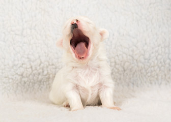 havanese puppy dog baby