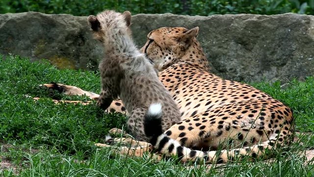Cheetah (lat. Acinonyx jubatus). Large felid of the subfamily Felinae.