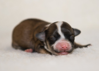 havanese puppy dog baby