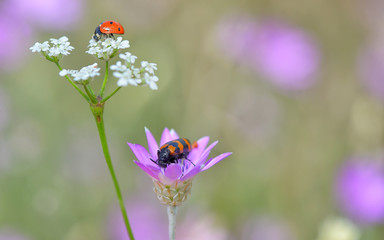Fototapeta premium Insects on flowers