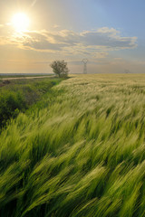 Sunset over green rye field