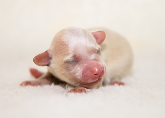 havanese puppy dog baby