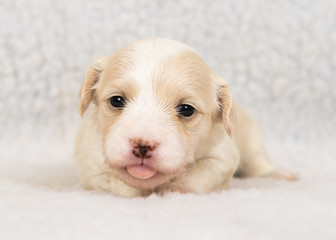 havanese puppy dog baby © bina01