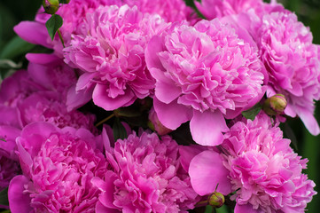 Blooming pink peony. Closeup of beautiful pink Peonie flower.