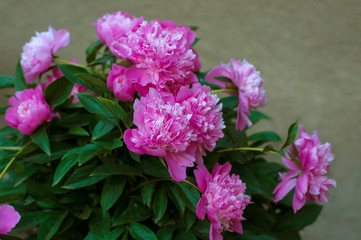 Blooming pink peony. Closeup of beautiful pink Peonie flower.