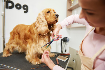 Female groomer trimming cocker spaniel at dog grooming salon