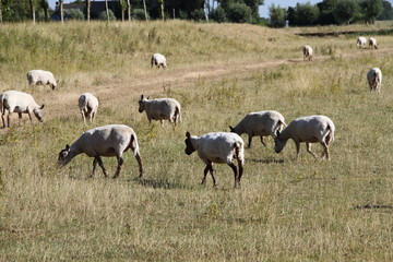 Obraz premium Bauernhof mit Schafen