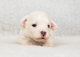 Obraz premium havanese puppy dog baby