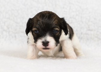 havanese puppy dog baby