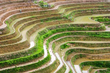 Fototapete Rund Curves of terraced rice field in Longji, China © creativefamily