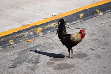 Stolzer, freilaufender Hahn mit schillerndem Gefieder geht auf der Straße spazieren, in Key West,...