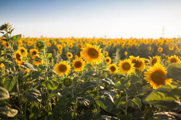 Obraz premium Big yellow field of sunflowers, summer time