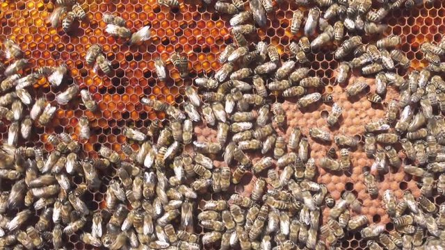 Larvae of bees. Honeycombs are developing larvae of bees future generation of beneficial insects. Closeup