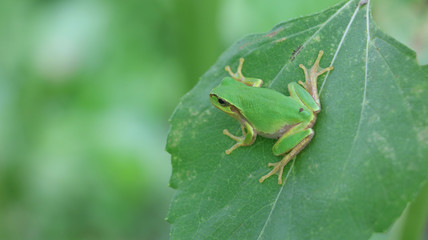 カエル