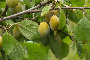 Prugne gialle su un ramo
