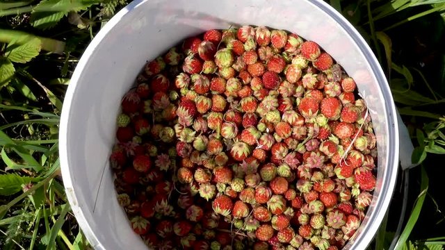 Plastic bucket with wild strawberries - Fragaria viridis. Topview, zoom in video