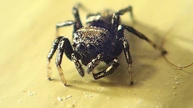Jumping spider cleaning one of its legs 