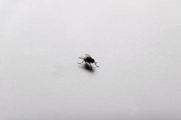 Insect (Flies)- fly on white floor background
