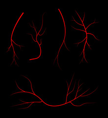 Human blood veins, red vessels on black background