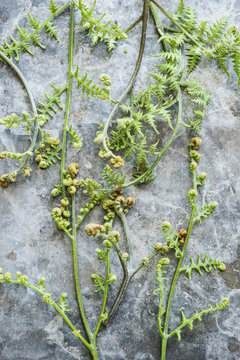 Overhead view of flowers on stems of plant