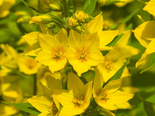Garden or Yellow loosestrife, Lysimachia vulgaris, flowers close-up, selective focus, shallow DOF