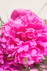 Peonies