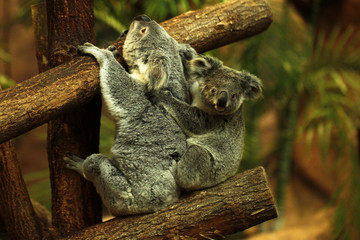 Beauval Koala