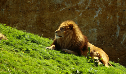 beauval lion © Florent