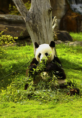 beauval panda © Florent