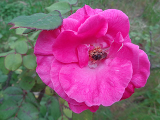 Pink rose and bee in heart of flower