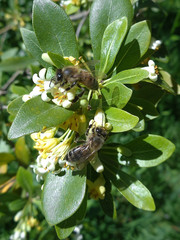 Bees on branch of blossoming tree in the garden