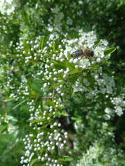 Bee on branch of flowering bush in the garden