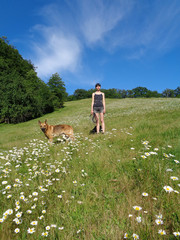 Girl with dog on chamomile field, green trees and blue sky