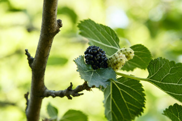 Fresh ripe mulberry berries on the branch