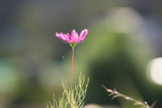 Cosmos blowing in the wind