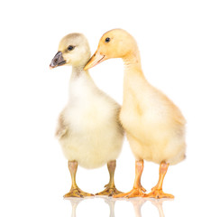 Cute little newborn fluffy gosling and duckling. Two young goose and duck isolated on a white background. Nice birds.