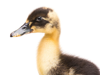 Cute little yellow newborn duckling isolated on white background. Newly hatched duckling on a chicken farm.