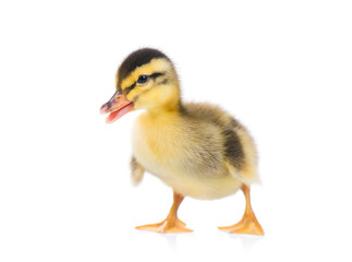 Naklejka premium Cute little yellow newborn duckling isolated on white background. Newly hatched duckling on a chicken farm.