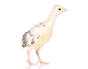 Cute little newborn chicken turkey, isolated on white background. One young nice big bird.