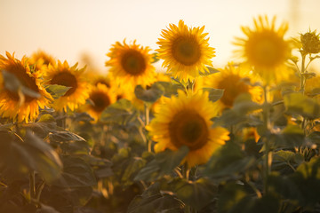 Closeup picture of sunflowers over sunset lights, summer time