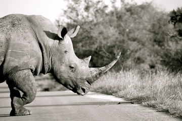 Rhinocéros Parc Kruger Afrique du Sud