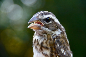 Oiseaux