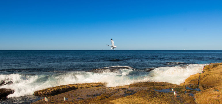 Dee Why Beach