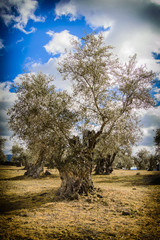 Centenary olive tree