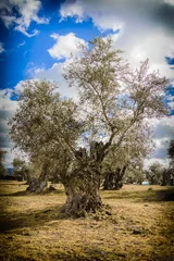 Photo sur Plexiglas Olivier Centenary olive tree